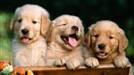 Cute Golden Puppies 